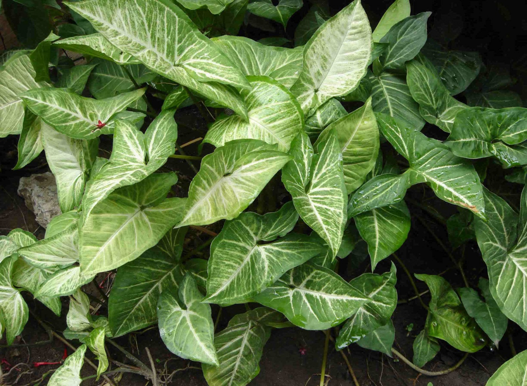 Syngonium: tajne rastućih i znatiželjnih značajki